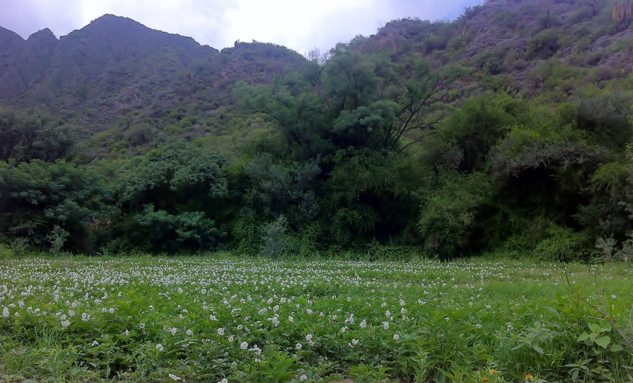 Lotes y Terrenos en Catamarca